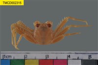 藏品(裸掌盾牌蟹)的圖片